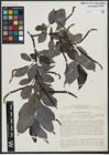 Foto von Salix urbaniana Seemen